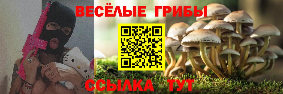 Псилоцибиновые грибы Psilocybine cubensis Сочи